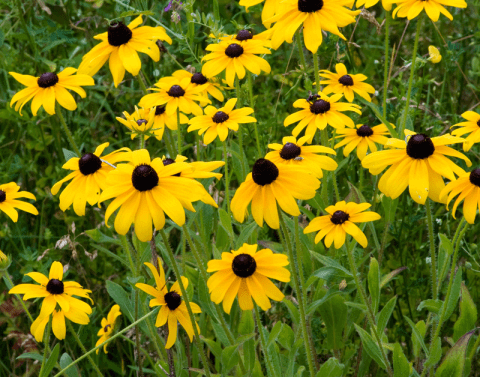 The black-eyed Susan may be one of the most popular wildflowers around and remains a welcoming sight to any garden.