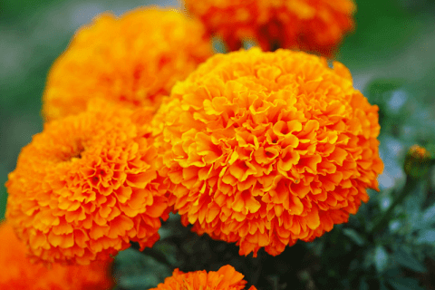 Marigold in bright, warm yellows and oranges.