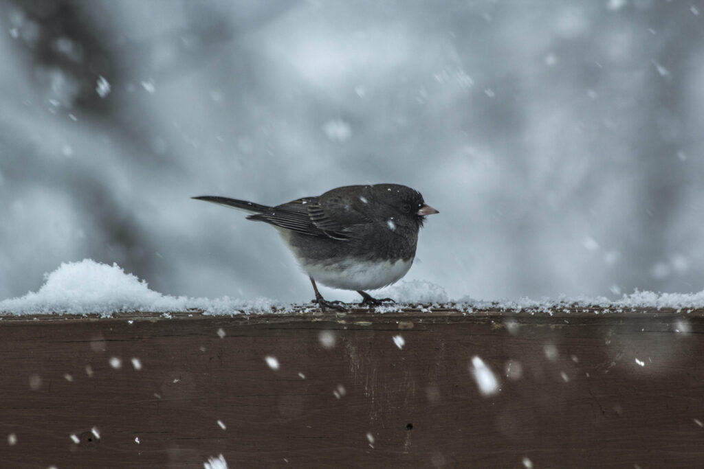 We carry an array of items to attract – or repel – wildlife, as your lifestyle requires.We have a wonderful variety of birdhouses, bird feeders, birdseed and suet