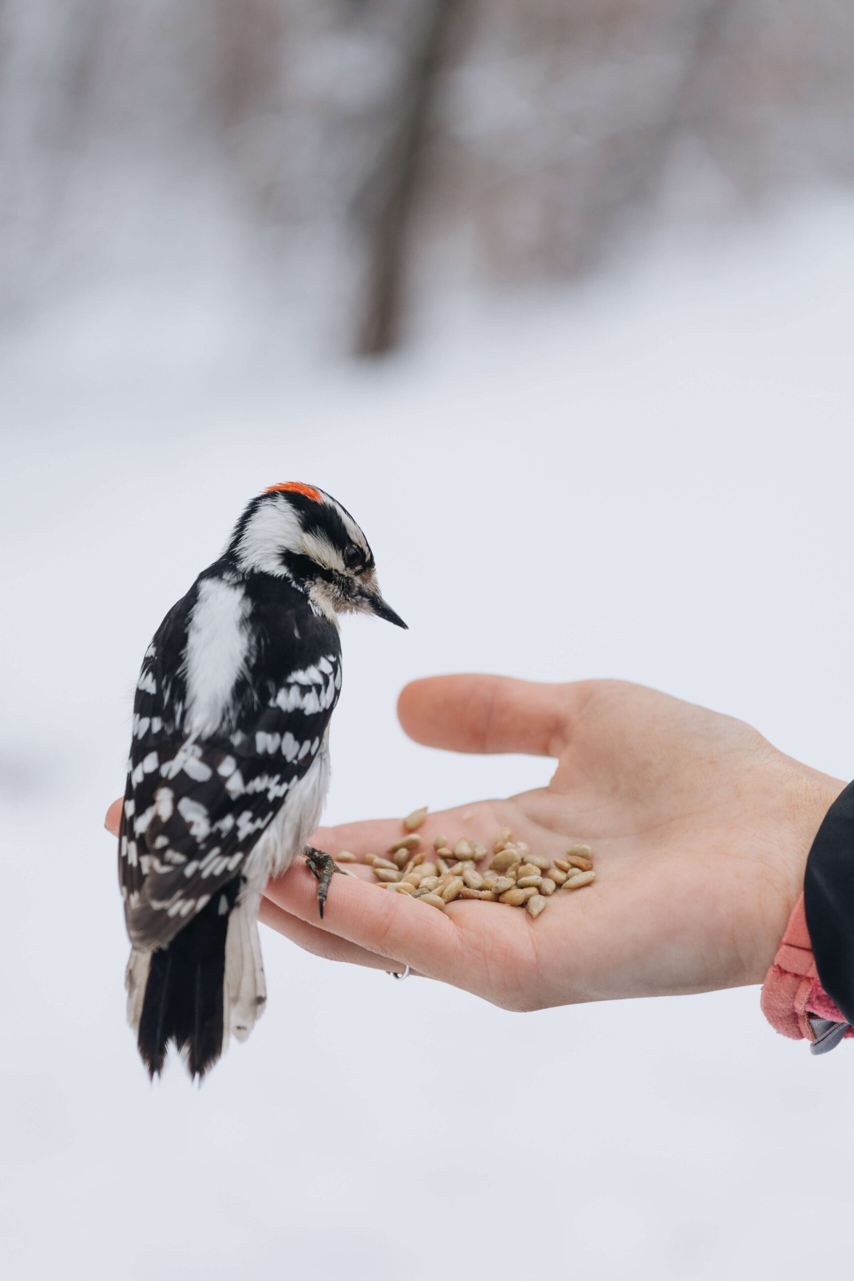 bird eating seeds