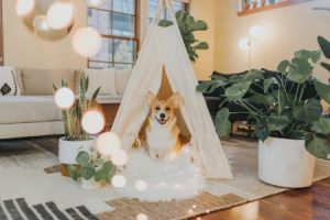 dog sitting with fresh house plants