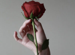 Beautiful red rose