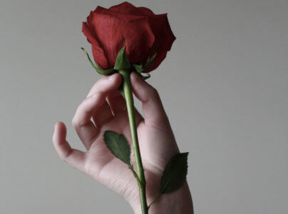 Beautiful red rose