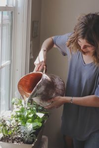 Watering indoor plants