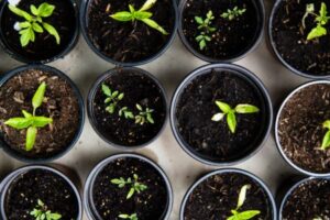 growing seeds