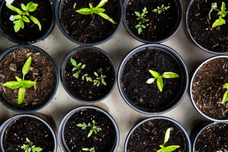 growing seeds