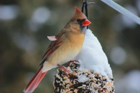 A beautiful bird is sitting on a birdfeeder in cold , snowy weather