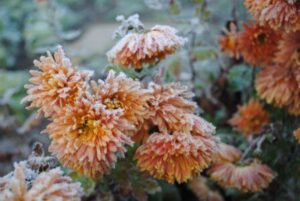 Flower in winter