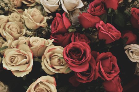 Beautiful pink and red roses.