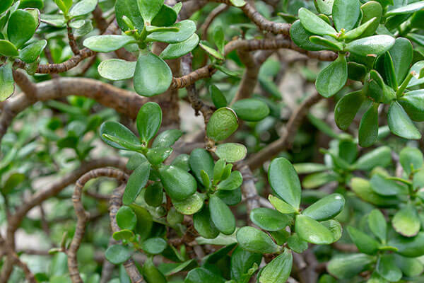 Beautiful fresh and green Jade plant