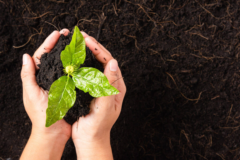 Hand Of Woman Holding Compost Fertile Black Soil With Nurturing
